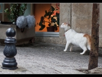 20101014-istanbul-kadikoy-modica-cat-interested-2